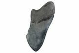 Partial Fossil Megalodon Tooth - Serrated Blade #359101-1